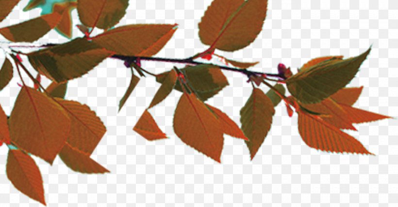 Autumn Leaf Color, PNG, 1353x707px, Autumn Leaf Color, Autumn, Branch, Leaf, Maple Download Free