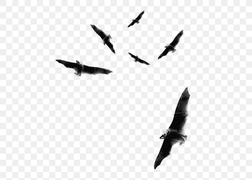 Bat Flight Bat Flight Clip Art Image, PNG, 500x586px, Bat, Air Force, Aircraft, Airplane, Aviation Download Free