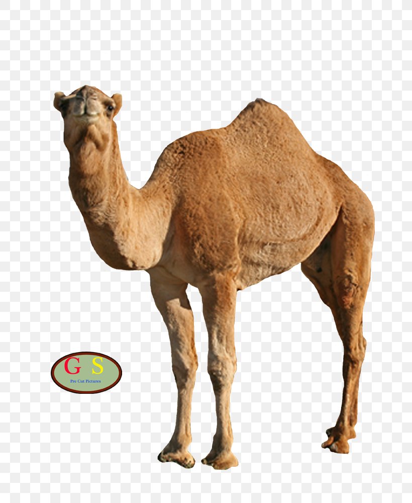 Camel Face At Hump Clip Art, PNG, 800x1000px, Camel, Animation, Arabian Camel, At Hump, Camel Face Download Free