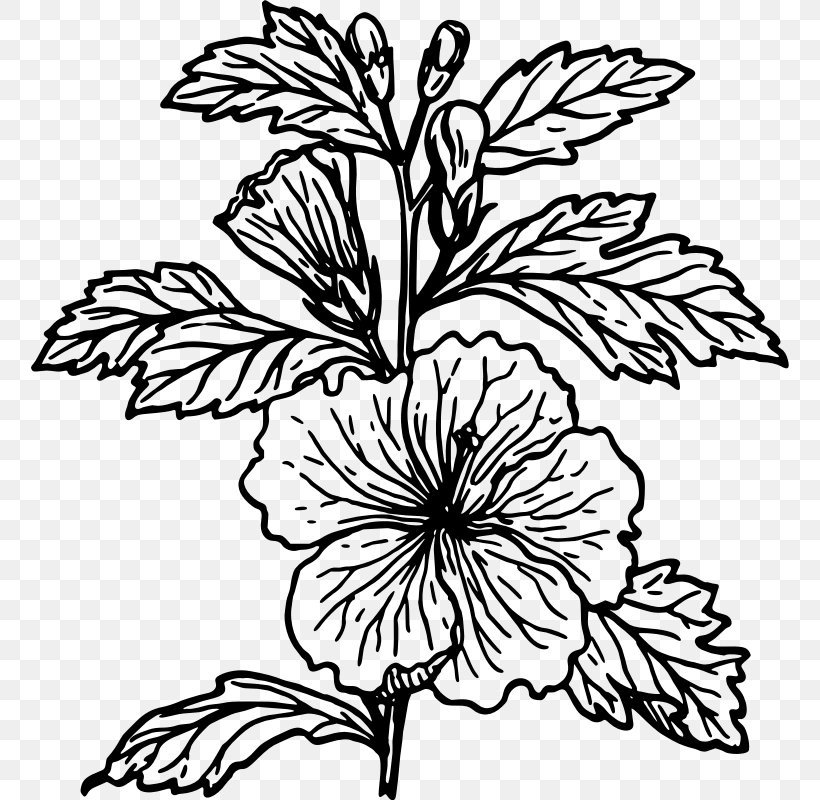 Hibiscus Drawing Flower Clip Art, PNG, 758x800px, Hibiscus, Artwork, Black And White, Branch, Color Download Free