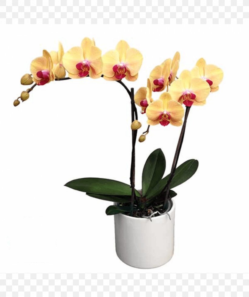 Moth Orchids Cattleya Orchids Cut Flowers, PNG, 930x1110px, Moth Orchids, Artificial Flower, Azalea, Cattleya, Cattleya Orchids Download Free