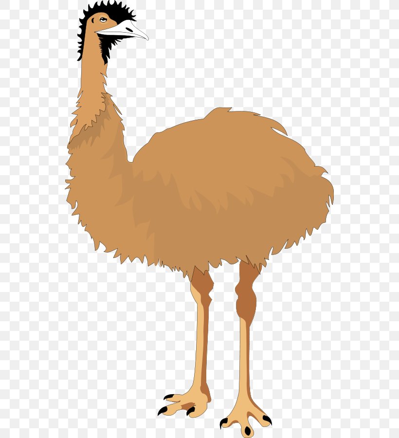 Common Ostrich Bird Emu Clip Art, PNG, 553x900px, Common Ostrich, Beak, Bird, Cassowary, Chicken Download Free