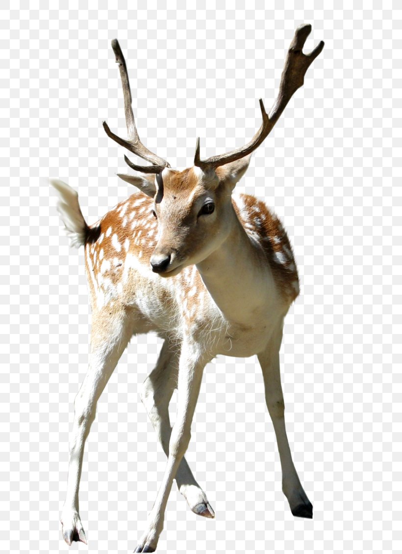 Deer Clip Art, PNG, 658x1128px, Deer, Antelope, Antler, Elk, Fauna Download Free