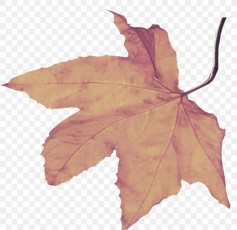Maple Leaf, PNG, 1229x1198px, Leaf, Black Maple, Deciduous, Flower, Maple Leaf Download Free