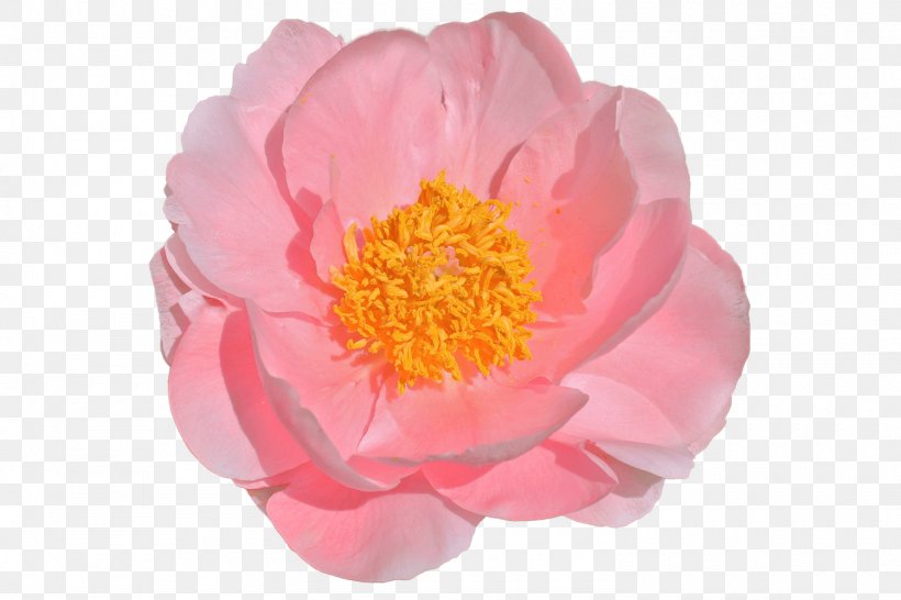 Peony Cut Flowers Chiffon Impressively Pink, PNG, 1500x1000px, Peony, Chiffon, Cut Flowers, Flower, Flowering Plant Download Free