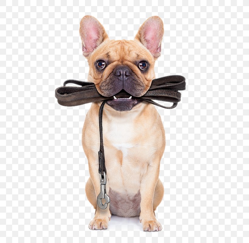 Puppy Pug Leash Dog Training Pet Sitting, PNG, 550x800px, Puppy, Bulldog, Carnivoran, Collar, Companion Dog Download Free