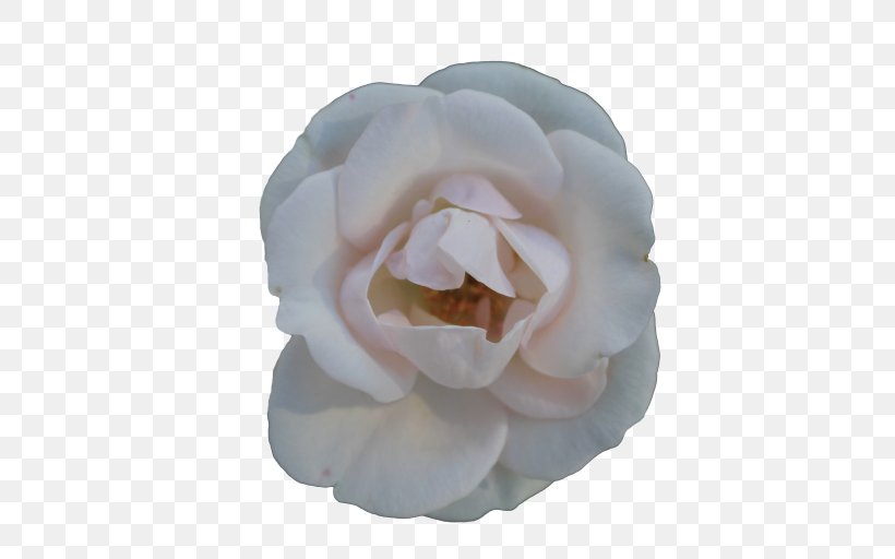 Centifolia Roses Flower Garden Roses White, PNG, 512x512px, Centifolia Roses, Cut Flowers, Floribunda, Flower, Flowering Plant Download Free