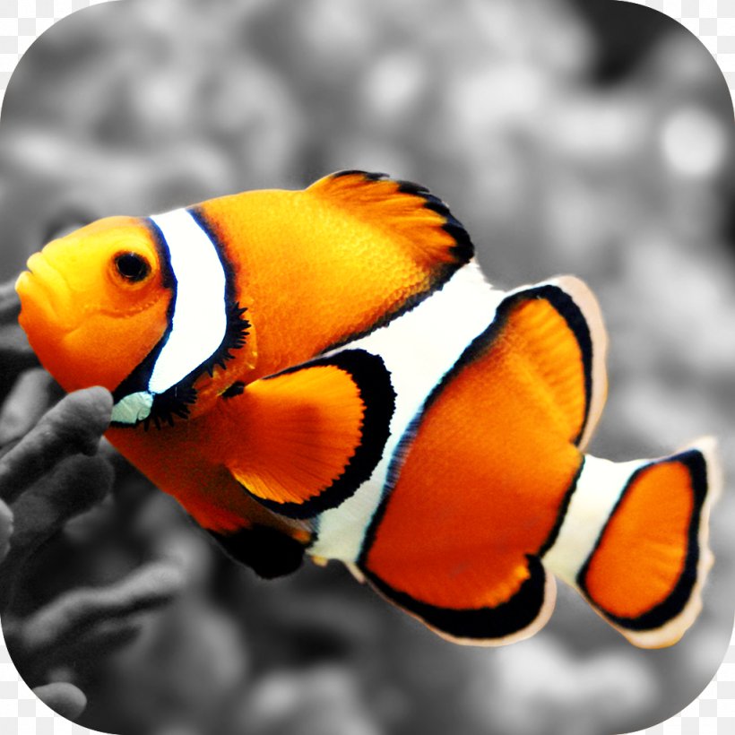 Clownfish Nemo Desktop Wallpaper Wallpaper, PNG, 1024x1024px, Clownfish,  Aquarium, Beak, Coral, Coral Reef Download Free