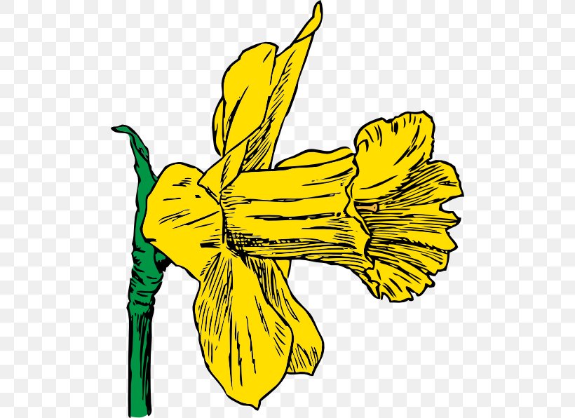 Daffodil Clip Art, PNG, 504x596px, Daffodil, Artwork, Black And White, Blog, Cartoon Download Free