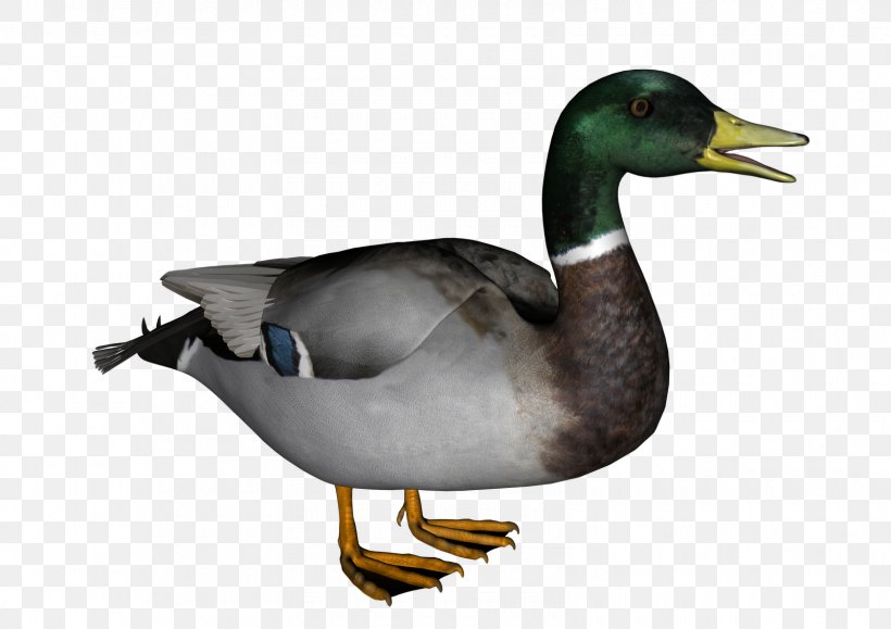 Duck American Pekin, PNG, 1600x1131px, Duck, Beak, Bird, Display Resolution, Ducks Geese And Swans Download Free