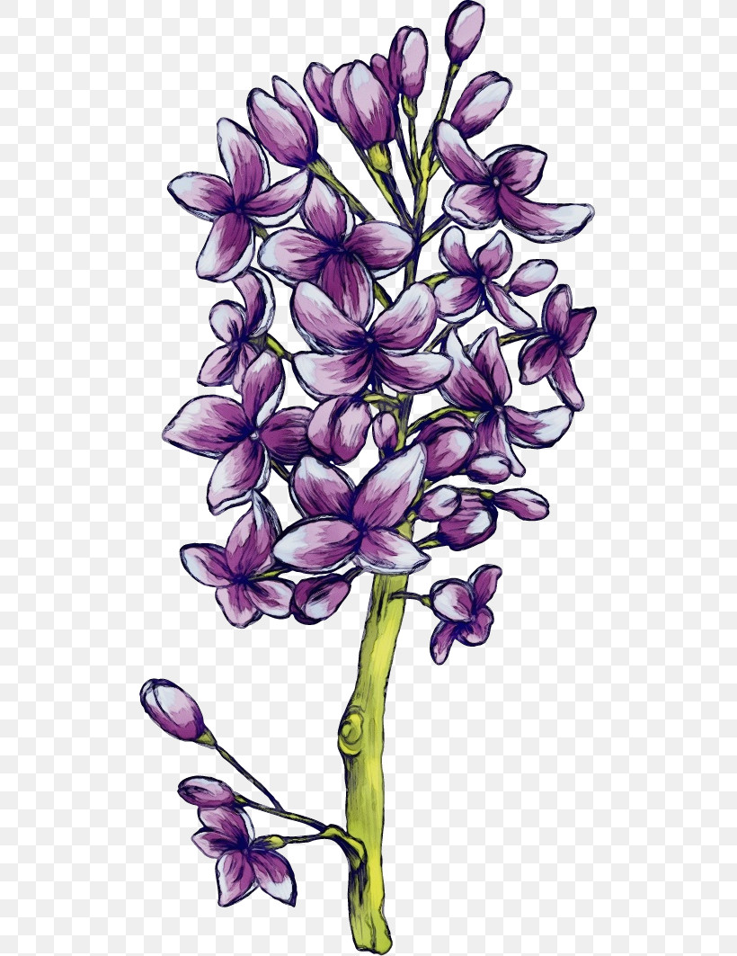 Flower Plant Lilac Purple Violet, PNG, 509x1063px, Drawing Flower, Cut Flowers, Dendrobium, Floral Drawing, Flower Download Free