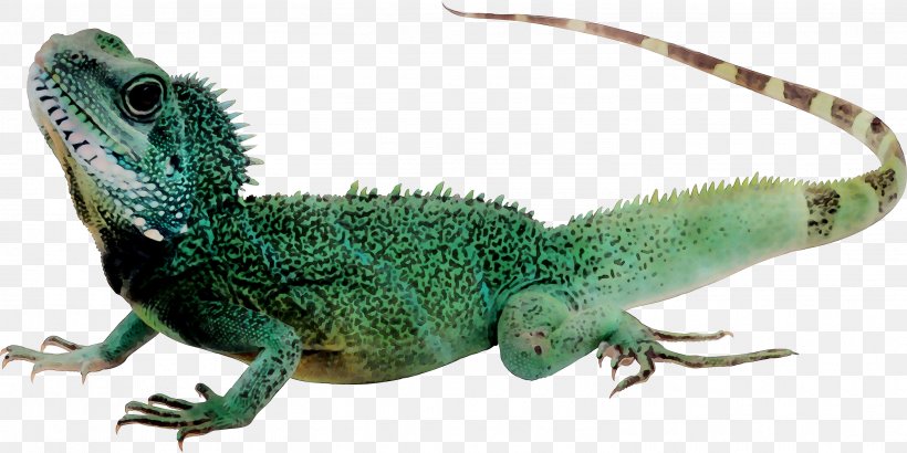 Lizard Reptile Komodo Dragon Common Iguanas, PNG, 3026x1515px, Lizard, Adaptation, Agama, Animal Figure, Anole Download Free