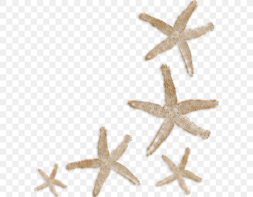 Paper Starfish Clip Art, PNG, 600x637px, Paper, Drawing, Echinoderm, Invertebrate, Marine Invertebrates Download Free