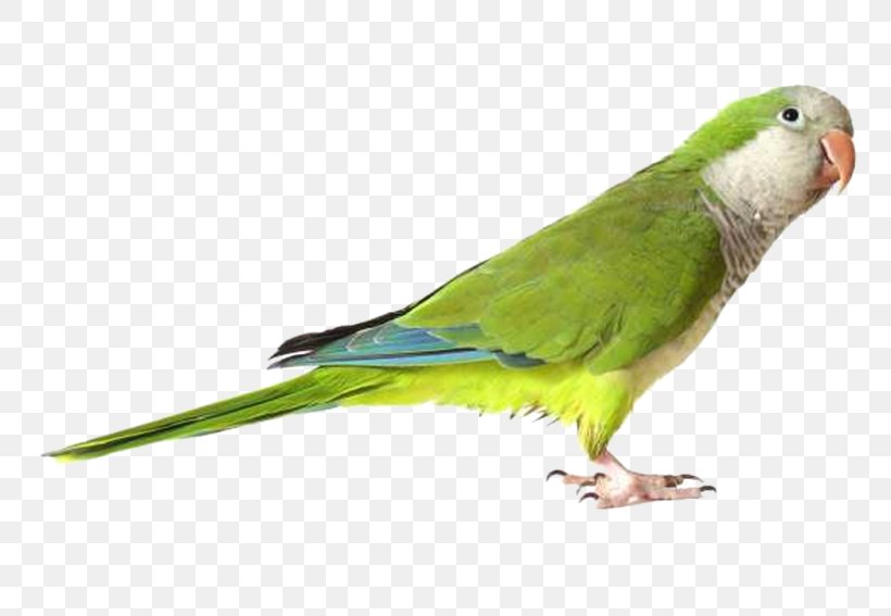 Parrot Budgerigar Lovebird Green Rosella, PNG, 768x567px, Parrot, Animal, Beak, Bird, Budgerigar Download Free
