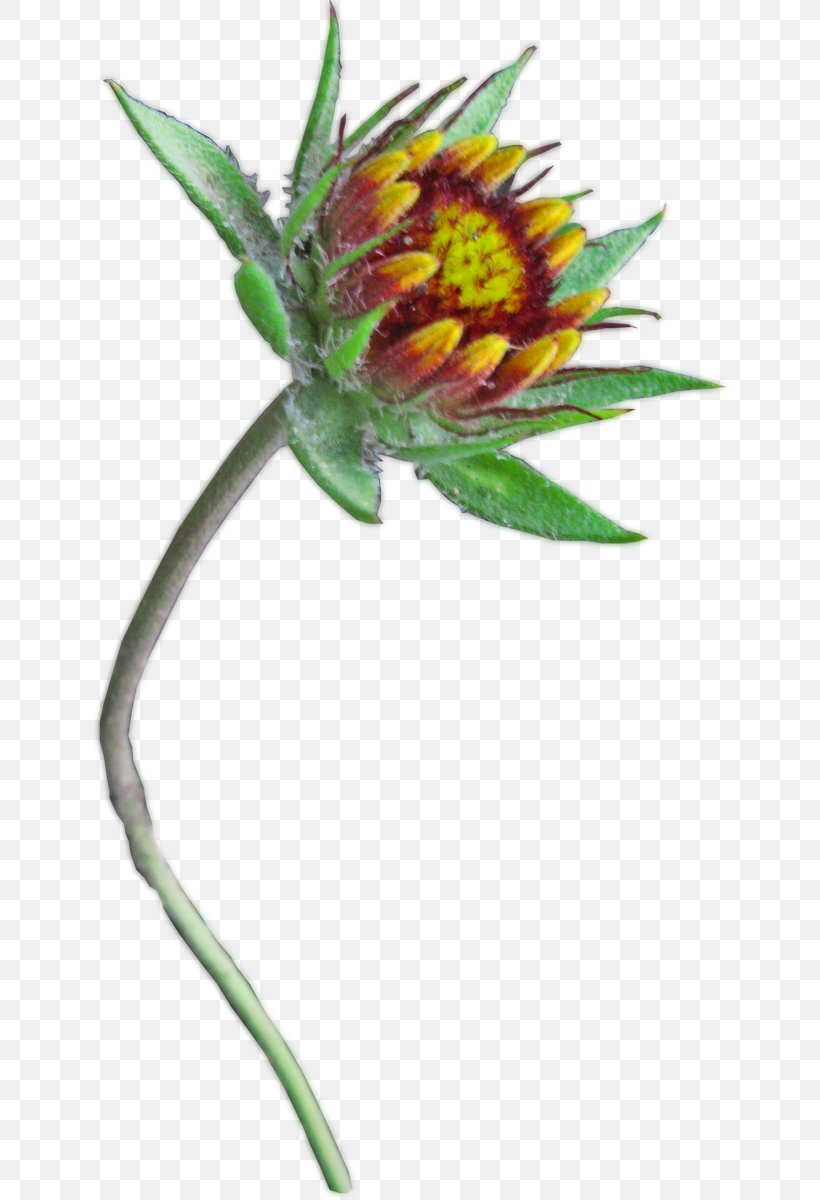 Plant Stem Herbaceous Plant Flowering Plant, PNG, 641x1200px, Plant Stem, Flower, Flowering Plant, Herbaceous Plant, Petal Download Free