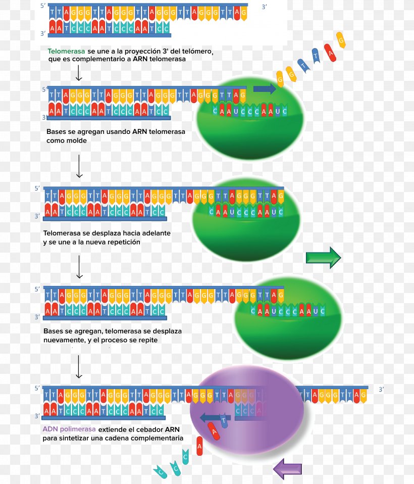 Telomere Gene Expression Telomerase Cell, PNG, 3019x3528px, Telomere, Area, Biology, Cell, Cell Cycle Download Free