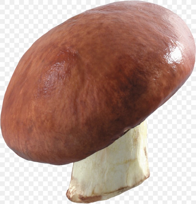 Common Mushroom Fungus Clip Art, PNG, 2060x2150px, Common Mushroom, Agaricaceae, Agaricomycetes, Champignon Mushroom, Edible Mushroom Download Free