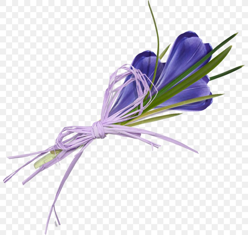 Flower Crocus Flavus Clip Art, PNG, 800x776px, Flower, Bulb, Crocus, Crocus Flavus, Cut Flowers Download Free