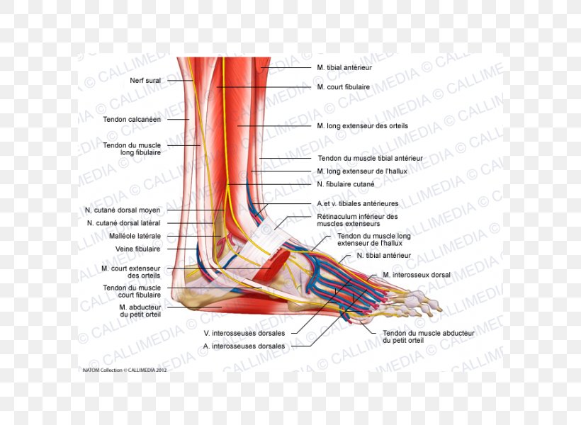 Foot Muscle Peroneus Longus Anatomy Nerve, PNG, 600x600px, Watercolor, Cartoon, Flower, Frame, Heart Download Free