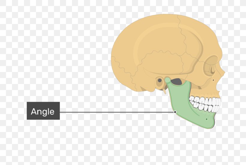 Nose Skull Frontal Process Of Maxilla Frontal Bone Mandible, PNG, 770x550px, Nose, Anatomy, Bone, Brand, Cartoon Download Free