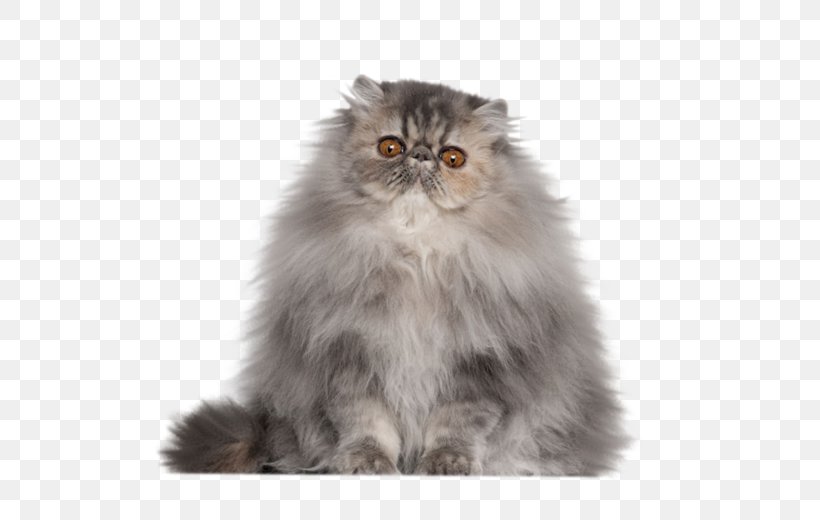 Persian Cat Cornish Rex Singapura Cat Exotic Shorthair Himalayan Cat, PNG, 600x520px, Persian Cat, Asian Semi Longhair, Blue, Breed, British Semi Longhair Download Free