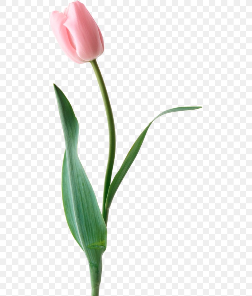 Tulip, PNG, 500x962px, Tulip, Bud, Cut Flowers, Digital Image, Flower Download Free