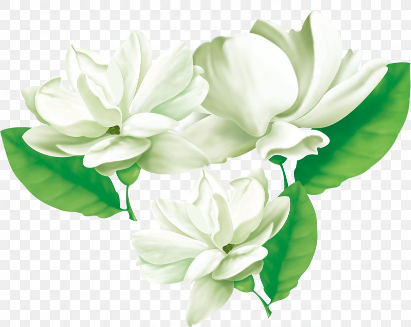 Arabian Jasmine Flower Cape Jasmine, PNG, 1573x1256px, Arabian Jasmine, Cape Jasmine, Cut Flowers, Floral Design, Floristry Download Free