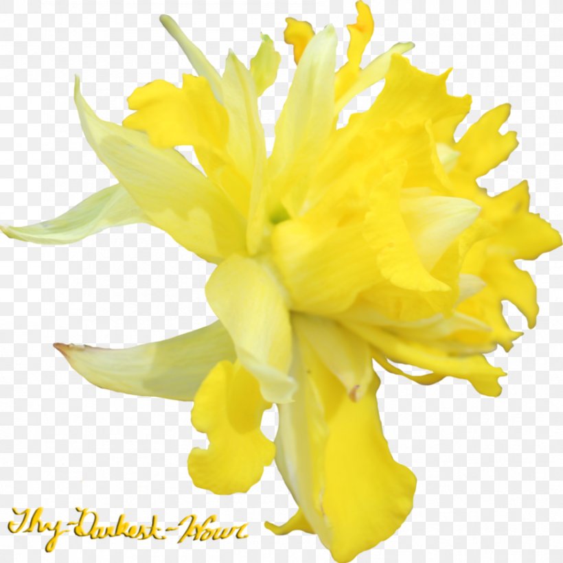 Flower Daffodil Tagetes Lucida Clip Art, PNG, 893x894px, Flower, Cut Flowers, Daffodil, Drawing, Flowering Plant Download Free