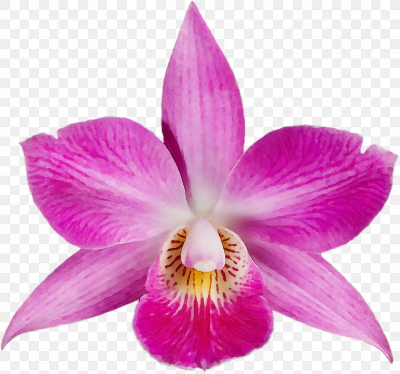 Flower Flowering Plant Petal Plant Cattleya Labiata, PNG, 1111x1040px, Watercolor, Cattleya Labiata, Flower, Flowering Plant, Magenta Download Free