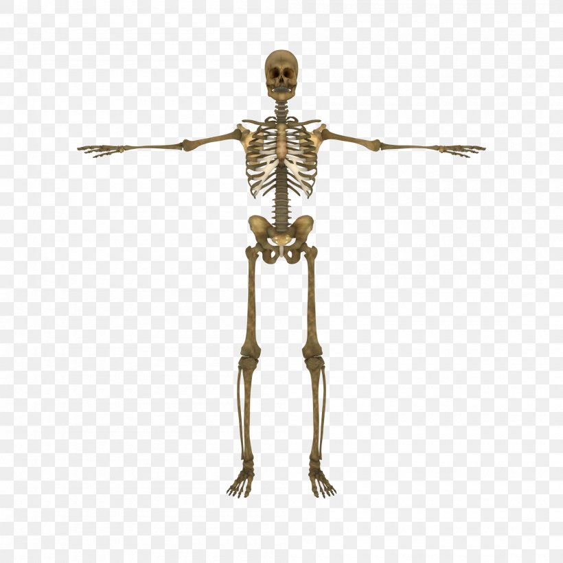 Human Skeleton Human Body Vertebral Column Bone, PNG, 2000x2000px, Human Skeleton, Anatomy, Arm, Bone, Circulatory System Download Free