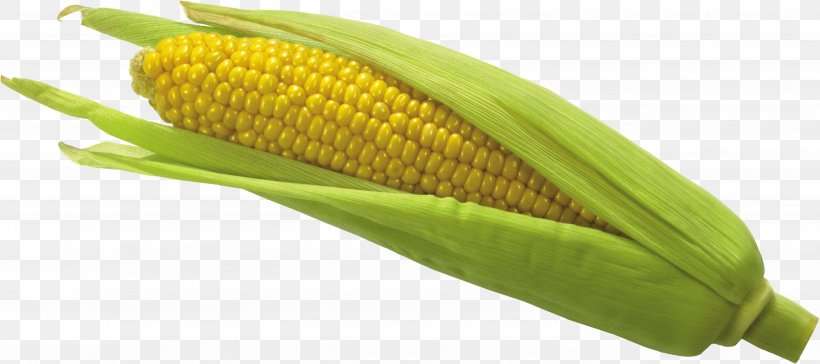 Maize Clip Art, PNG, 3512x1563px, Flint Corn, Cereal, Clipping Path, Commodity, Corn On The Cob Download Free