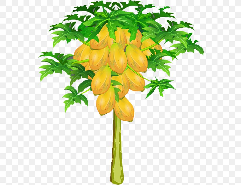 Papaya Fruit Nut, PNG, 568x628px, Papaya, Branch, Cantaloupe, Cashew, Flower Download Free