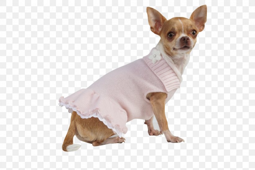 Chihuahua Puppy Dog Breed Companion Dog Toy Dog, PNG, 1000x667px, Chihuahua, Breed, Canidae, Carnivore, Clothing Download Free