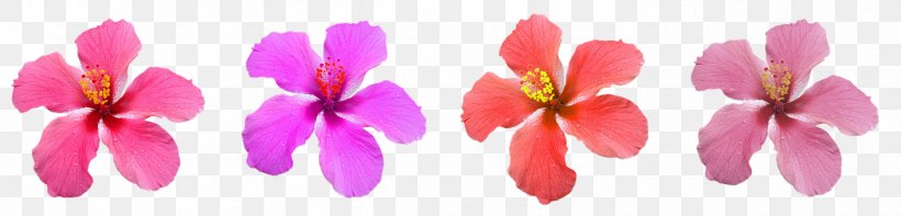 Download, PNG, 1410x340px, Photography, Blossom, Closeup, Color, Editing Download Free