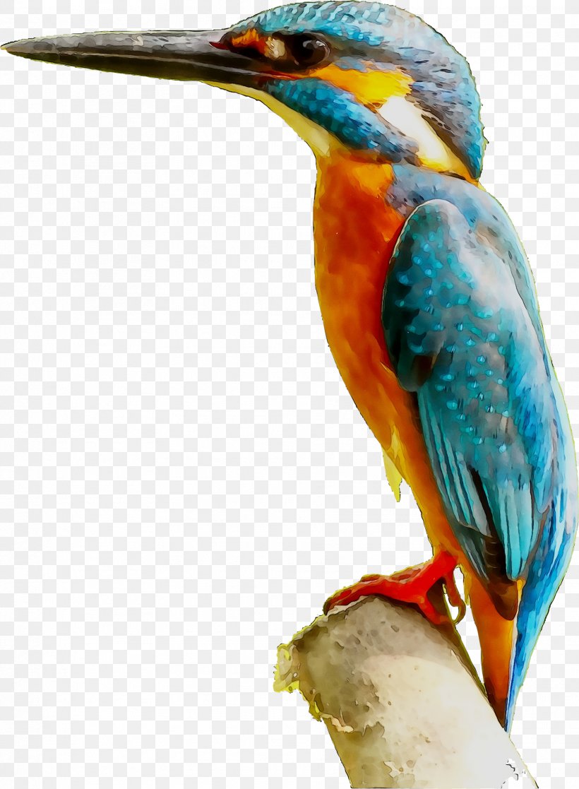 Little Kingfisher Bird Toucan Beak, PNG, 1878x2559px, Kingfisher, Art, Artist, Beak, Bee Eater Download Free