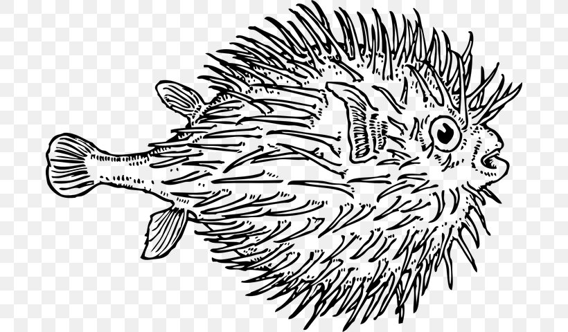 Pufferfish Fugu Blunthead Puffer Drawing, PNG, 688x480px, Pufferfish, Blackandwhite, Coloring Book, Drawing, Erinaceidae Download Free