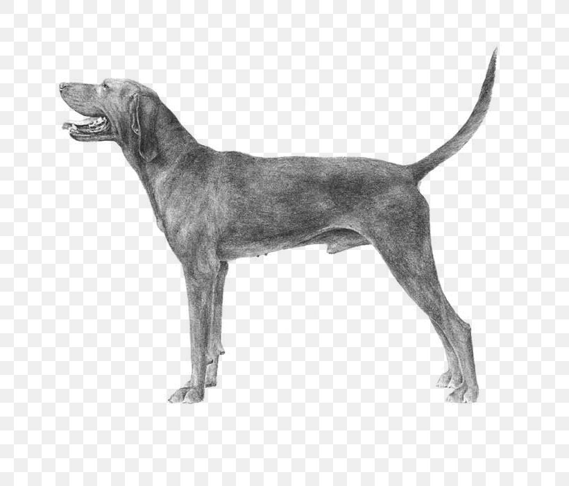 Redbone Coonhound Black And Tan Coonhound Bluetick Coonhound American English Coonhound Bloodhound, PNG, 700x700px, Redbone Coonhound, American English Coonhound, American Foxhound, American Kennel Club, Black And Tan Coonhound Download Free