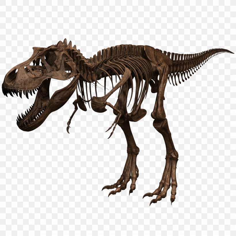 Tyrannosaurus Skeleton Dinosaur Skull Human Body, PNG, 1600x1600px, Tyrannosaurus, Anatomy, Animal, Bone, Dinosaur Download Free