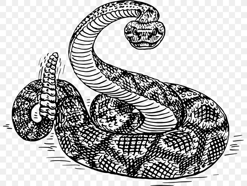 Western Diamondback Rattlesnake Crotalus Ruber Clip Art, PNG, 800x618px, Snake, Automotive Design, Black And White, Boa Constrictor, Boas Download Free