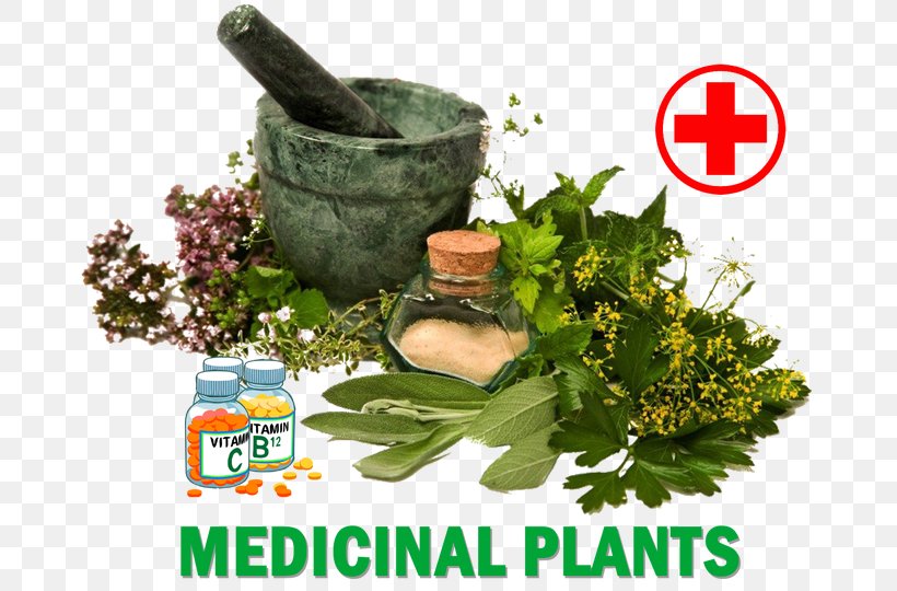 Dietary Supplement Herb Medicine Medicinal Plants Healing, PNG, 676x540px, Dietary Supplement, Alternative Health Services, Cure, Grass, Healer Download Free
