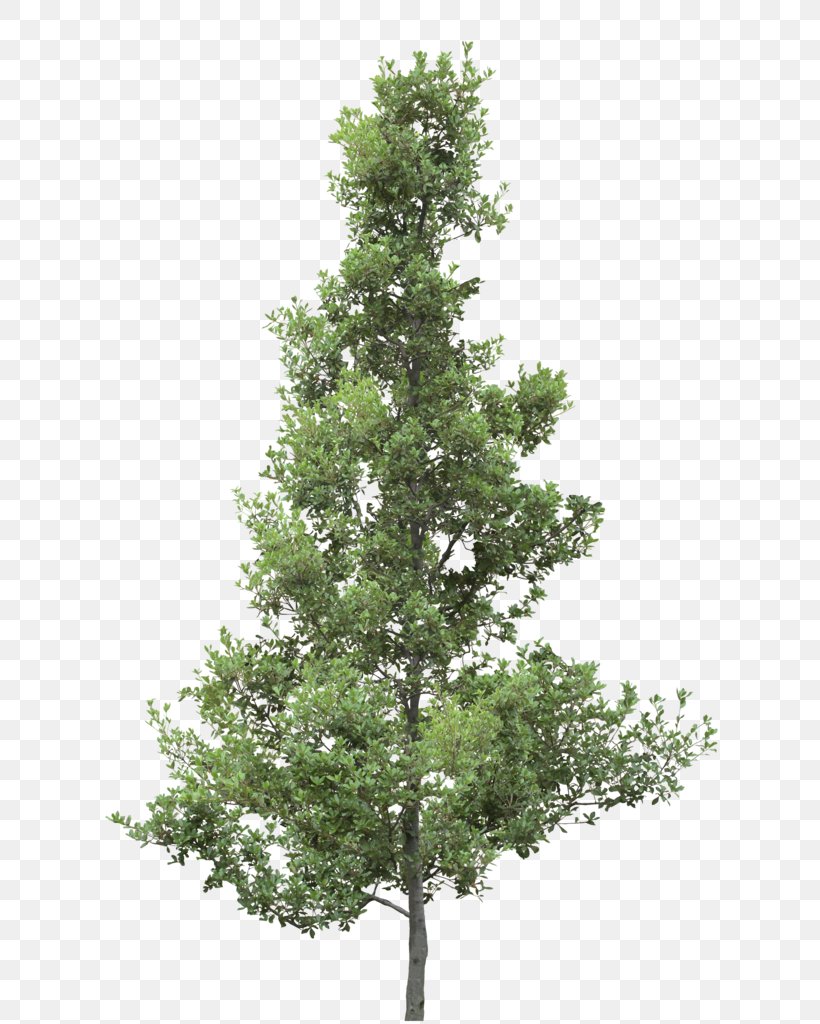 Spruce Christmas Tree Larch Oak, PNG, 640x1024px, Spruce, Architecture, Branch, Christmas Tree, Conifer Download Free