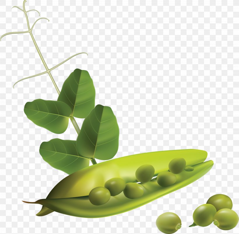 Vegetable Snow Pea Clip Art, PNG, 3536x3461px, Snow Pea, A Pea In The Pod, Alternative Medicine, Bean, Chickpea Download Free