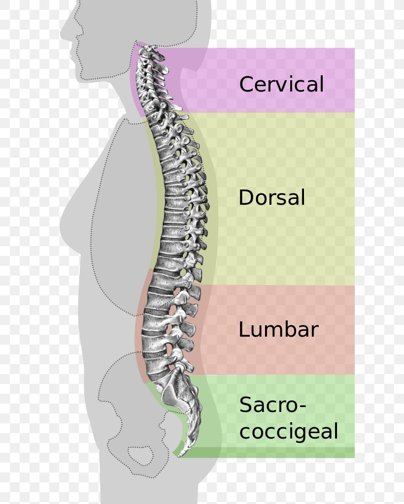 Vertebral Column Pelvis Neutral Spine Human Back Lumbar, PNG, 620x1024px, Watercolor, Cartoon, Flower, Frame, Heart Download Free