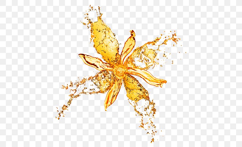Water Flower Stock Photography Drop Splash, PNG, 500x500px, Water, Blossom, Drop, Flower, Insect Download Free