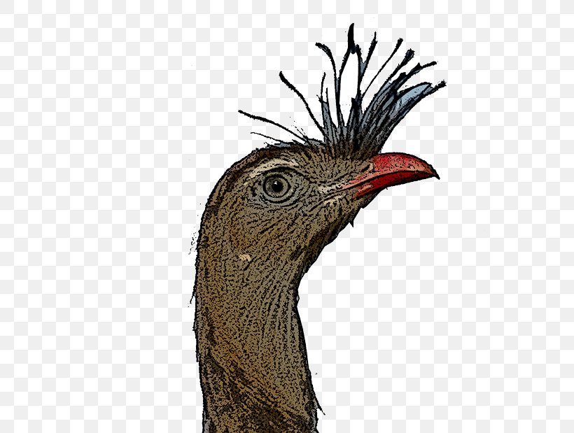 Beak Galliformes Fauna Feather, PNG, 600x619px, Beak, Bird, Fauna, Feather, Galliformes Download Free