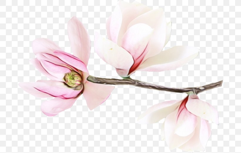 Cherry Blossom, PNG, 699x522px, Watercolor, Blossom, Branch, Cherry Blossom, Flower Download Free