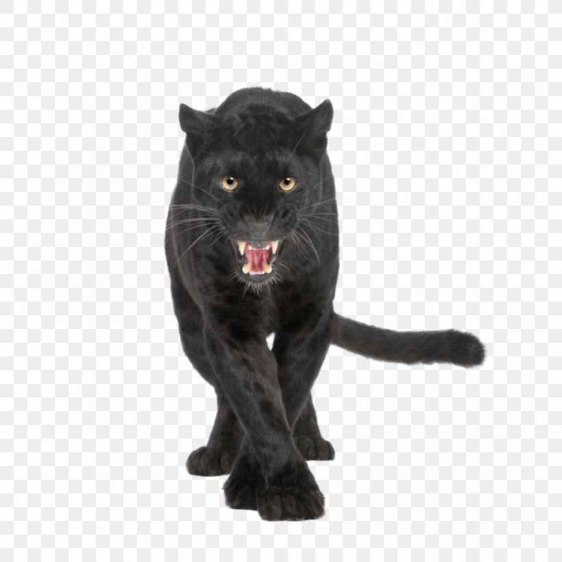 Leopard Black Panther Jaguar Cougar Lion, PNG, 894x894px, Leopard, Big Cats, Black Cat, Black Panther, Canvas Print Download Free