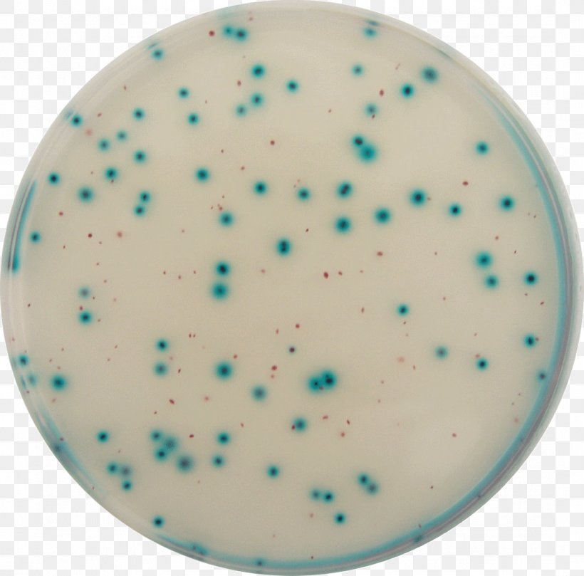 E. Coli Coliform Bacteria Growth Medium Water, PNG, 1073x1059px, E Coli, Aqua, Bacteria, Coliform Bacteria, Enterobacter Download Free