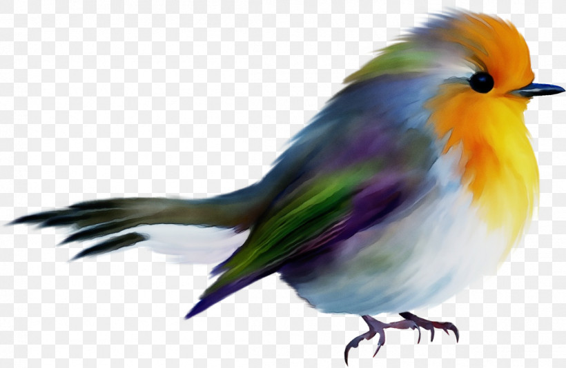 Feather, PNG, 1156x754px, Watercolor, Beak, Europe, European Robin, Feather Download Free