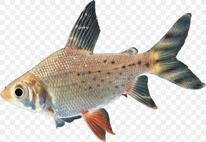 Goldfish Carp Freshwater Fish Tropical Fish, PNG, 1984x1378px, Goldfish, Bony Fish, Carp, Characidae, Common Rudd Download Free